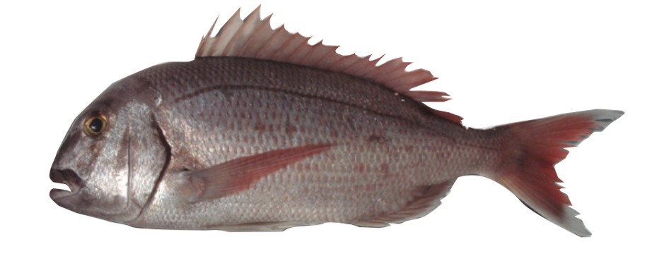 bocinegro-pescado-de-conil